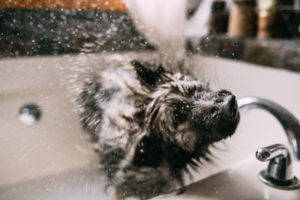 Dog shaking himself dry after a bath